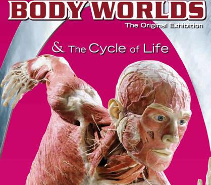 11-17_bodyworlds