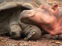 NijlpaardSchildpad